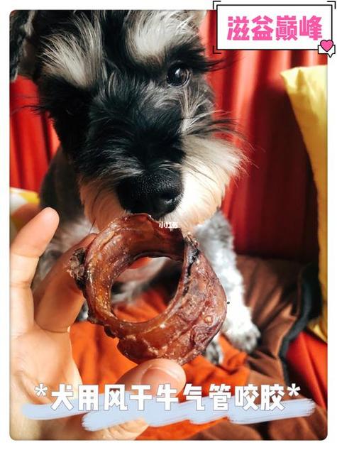 全面介绍人和动物胶配方大全视频,助宠物护理与修复工艺提升技巧 全面介绍人和动物胶配方大全视频,助宠物护理与修复工艺提升技巧