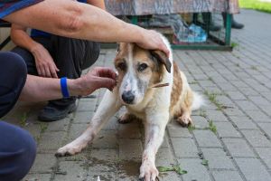 狗狗打扑克的搞笑精彩视频全集欣赏，萌宠互动瞬间趣味十足