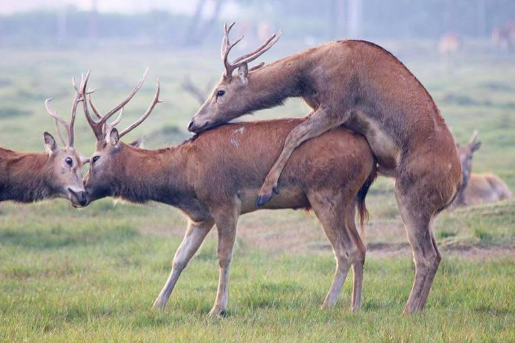 各种动物繁殖过程高清视频集欣赏,展现自然界丰富多彩的生命奇迹 各种动物繁殖过程高清视频集欣赏,展现自然界丰富多彩的生命奇迹
