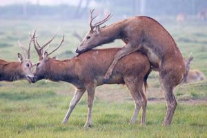 各种动物繁殖过程高清视频集欣赏，展现自然界丰富多彩的生命奇迹