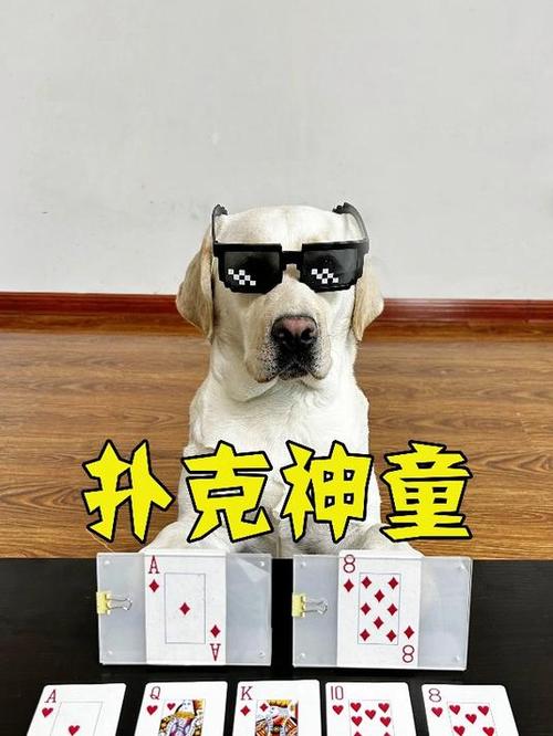 狗狗打扑克精彩集锦视频合集:萌宠互动娱乐瞬间欣赏 狗狗打扑克精彩集锦视频合集:萌宠互动娱乐瞬间欣赏