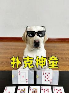 狗狗打扑克精彩集锦视频合集：萌宠互动娱乐瞬间欣赏