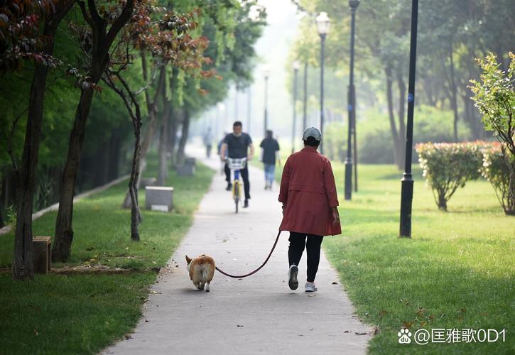 温馨一人一狗的高清视频记录温暖陪伴时光 温馨一人一狗的高清视频记录温暖陪伴时光