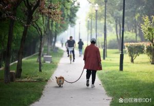 温馨一人一狗的高清视频记录温暖陪伴时光