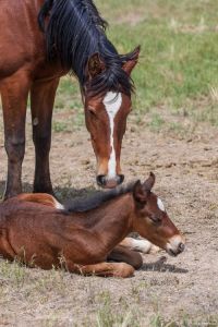 动物马驴配种指南：全面介绍马驴杂交品种及育种方法