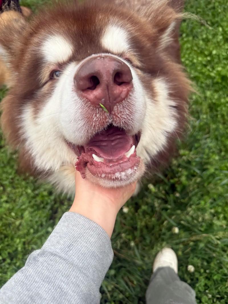 小狗狗精彩集锦:可爱萌宠欢乐视频合集欣赏 小狗狗精彩集锦:可爱萌宠欢乐视频合集欣赏