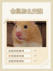 动物配种大全视频：全面介绍各种宠物繁育方法与技巧分享