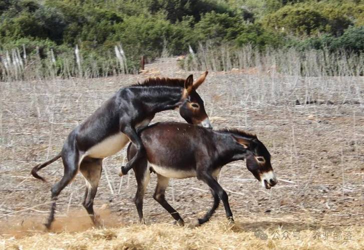 驴配种高清视频:展现驴匹配繁育过程的精彩瞬间 驴配种高清视频:展现驴匹配繁育过程的精彩瞬间