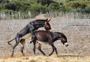 驴配种高清视频：展现驴匹配繁育过程的精彩瞬间