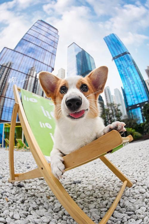 用第一视角高清视频展现宠物日常,感受最真实的萌趣瞬间 用第一视角高清视频展现宠物日常,感受最真实的萌趣瞬间