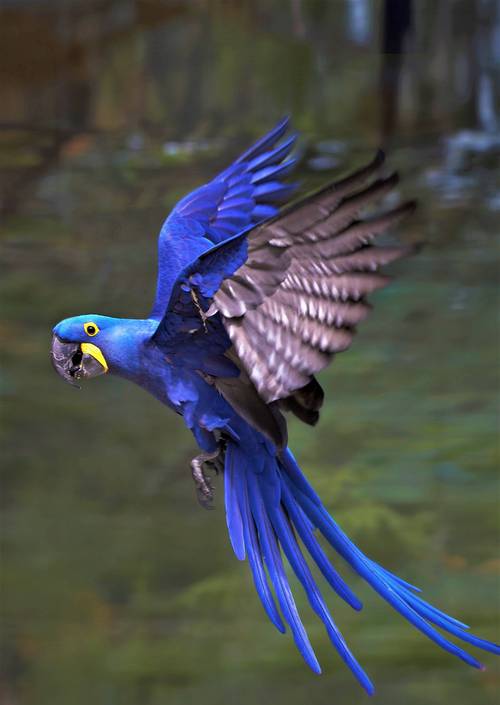 蓝背鹦鹉与蓝黄金刚鹦鹉介绍