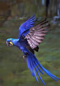 蓝背鹦鹉与蓝黄金刚鹦鹉介绍