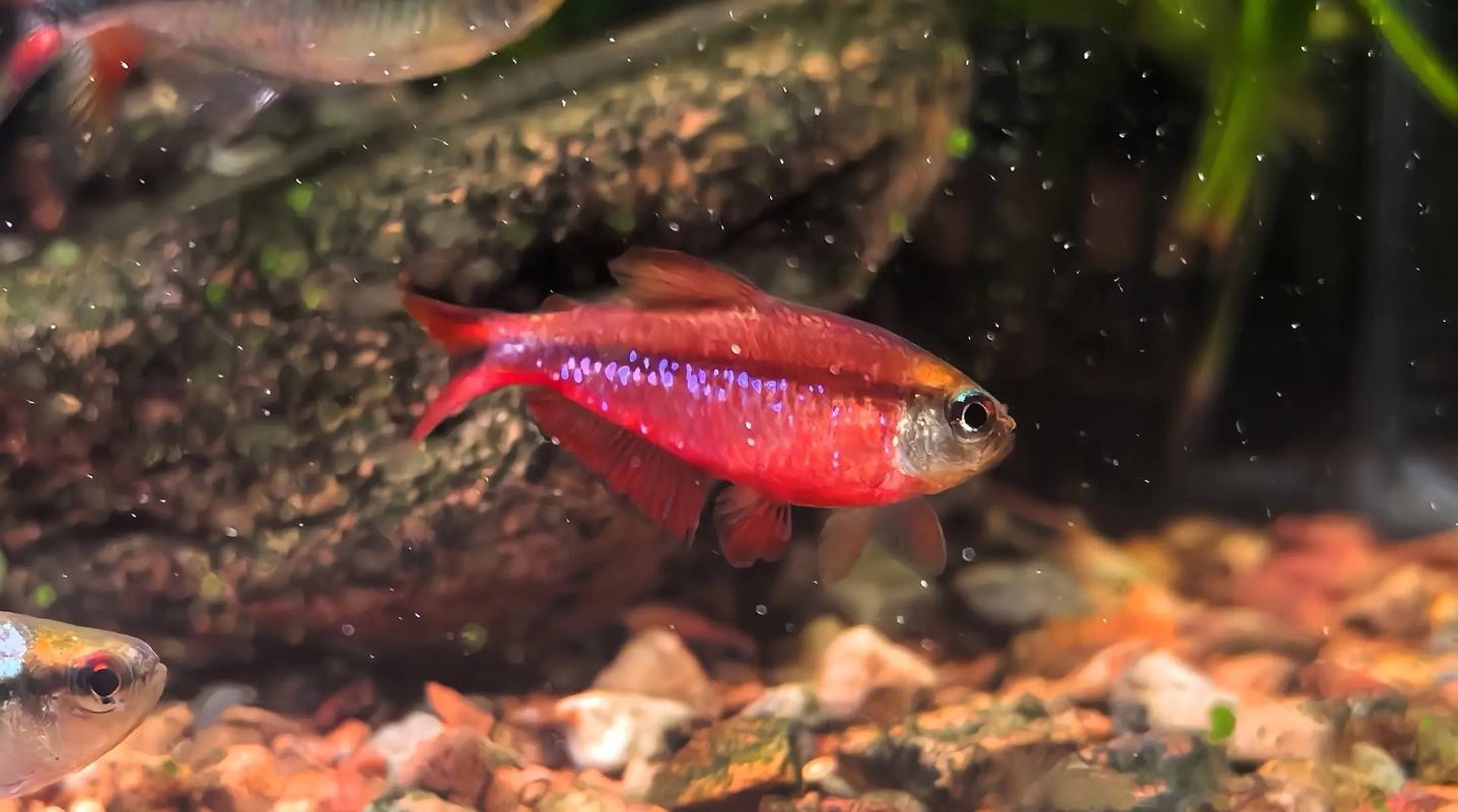 灯科鱼为什么不建议养_灯科鱼难养,新手慎选! 灯科鱼为什么不建议养_灯科鱼难养,新手慎选!