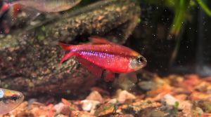 灯科鱼为什么不建议养_灯科鱼难养，新手慎选！