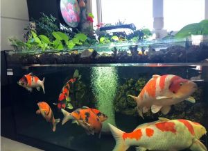 菖蒲可以放在锦鲤鱼缸里养吗_锦鲤缸养菖蒲需注意啥？