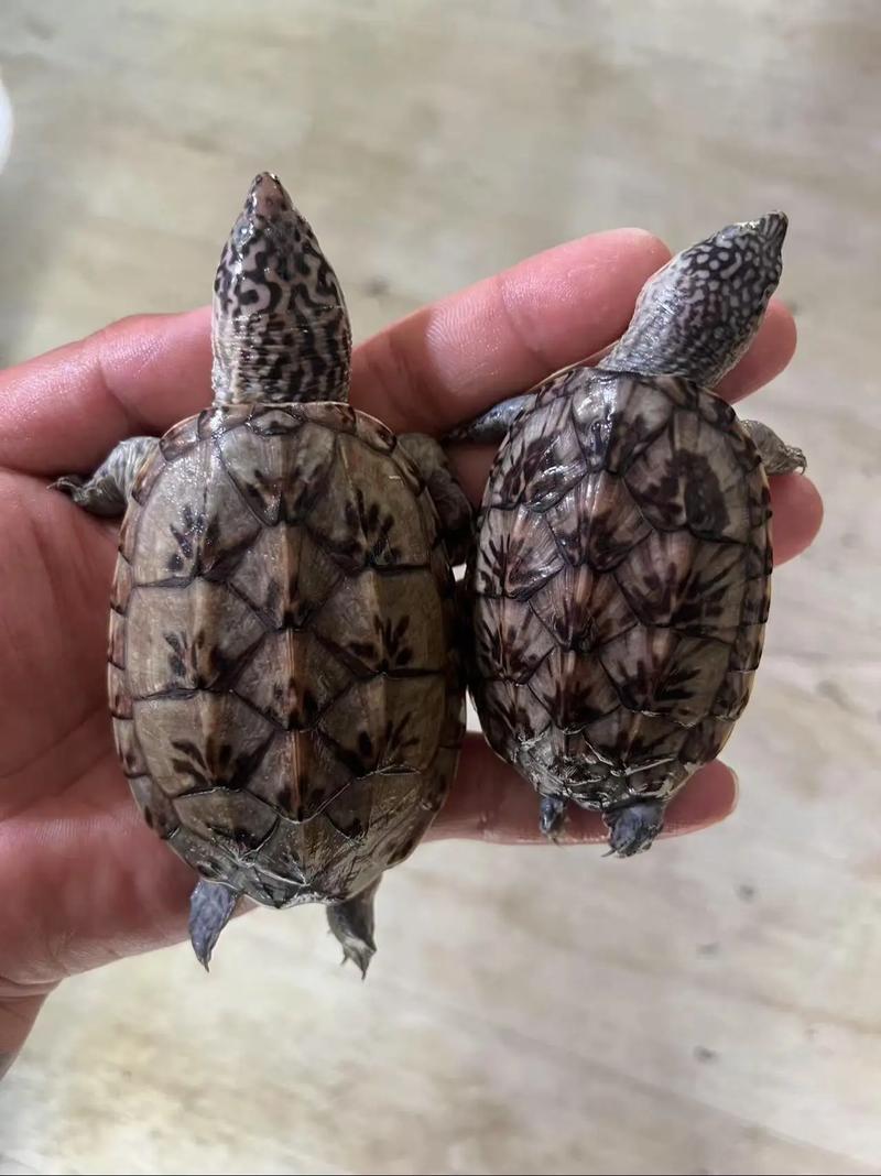 墨西哥蛋龟冬天不加温会死吗_墨西哥龟温度要求高,冬季加热,夏季防暑很重要 墨西哥蛋龟冬天不加温会死吗_墨西哥龟温度要求高,冬季加热,夏季防暑很重要