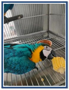 五彩金刚鹦鹉好还是蓝黄_五彩活泼与蓝金温顺大比拼！