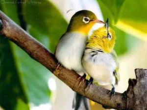 玉鸟和绣眼更好养_挑绣眼鸟看羽毛眼声，养好需耐心细心