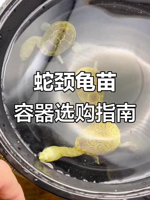 蛇颈龟为什么没人养了_蛇颈龟难养凶猛,水栖捕食需细看 蛇颈龟为什么没人养了_蛇颈龟难养凶猛,水栖捕食需细看