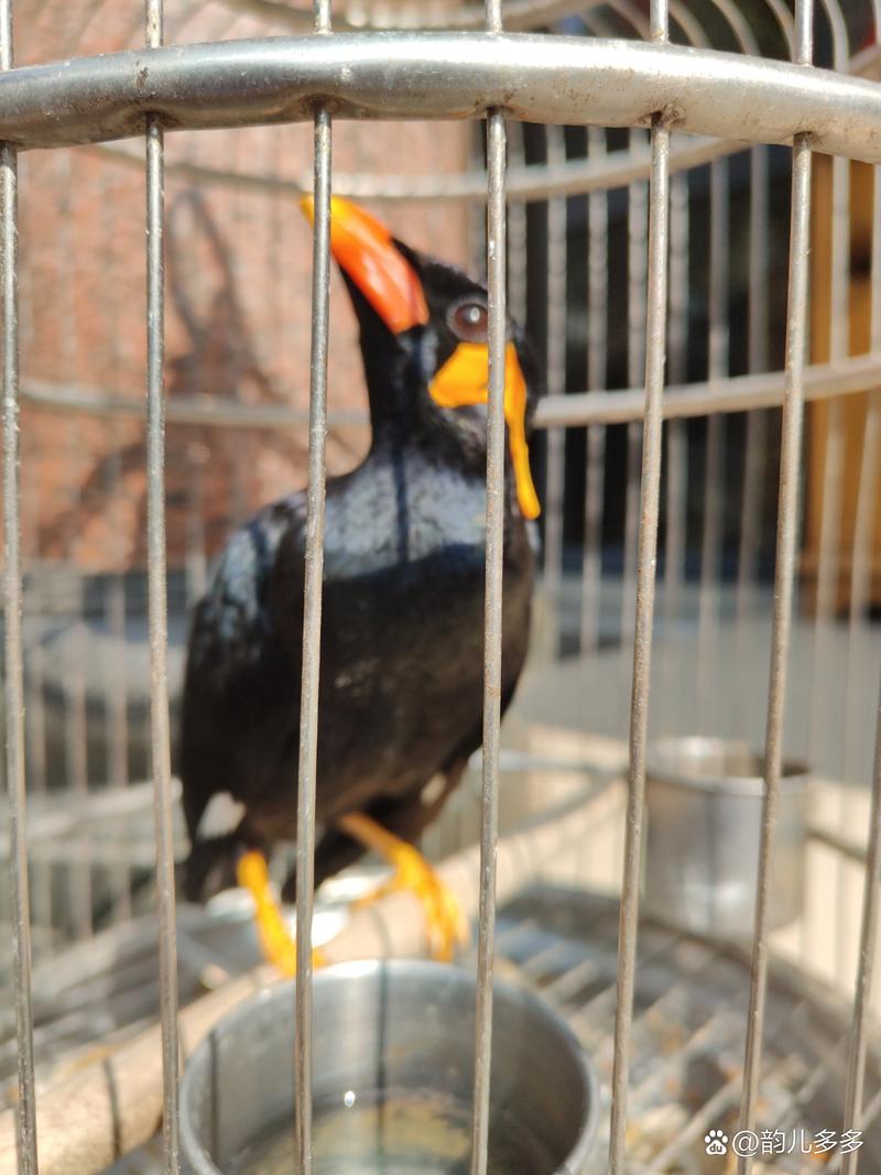 捡了一只鹩哥养可以吗_鹩哥保护动物，饲养需合法