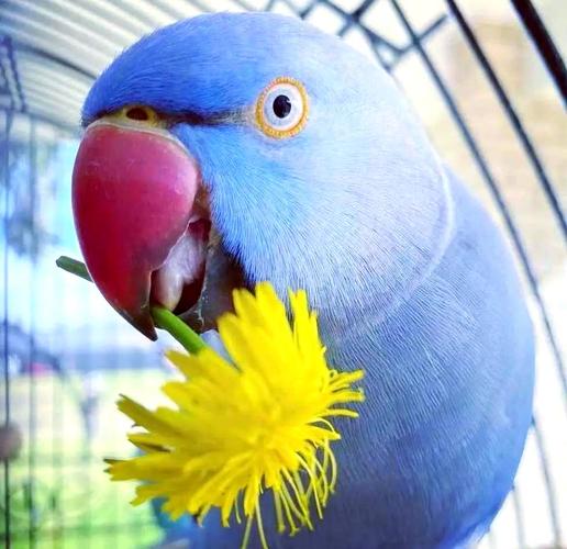 月轮鹦鹉国内允许养了吗_保护动物，不能随意养