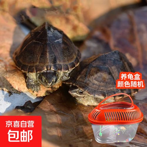 4厘米的麝香龟算是苗子吗_麝香龟怎么养,15厘米需晒台 4厘米的麝香龟算是苗子吗_麝香龟怎么养,15厘米需晒台