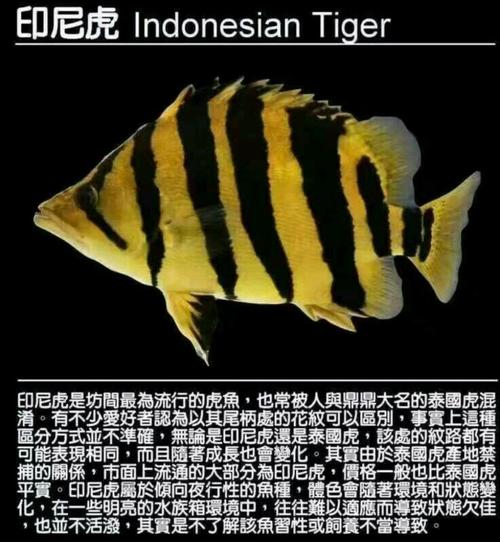 虎头鱼属于什么档次_金鱼变种,色彩独特,适合家养观赏 虎头鱼属于什么档次_金鱼变种,色彩独特,适合家养观赏