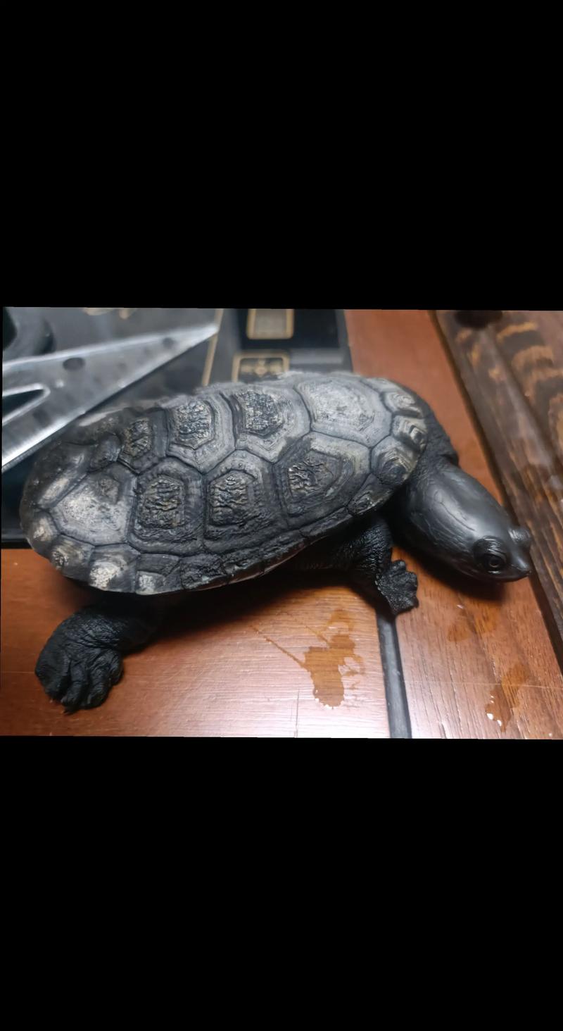 蛇颈龟和长颈龟的区别_蛇颈龟与长颈龟体型和习性差异 蛇颈龟和长颈龟的区别_蛇颈龟与长颈龟体型和习性差异