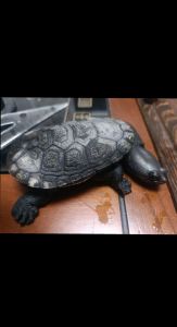 蛇颈龟和长颈龟的区别_蛇颈龟与长颈龟体型和习性差异