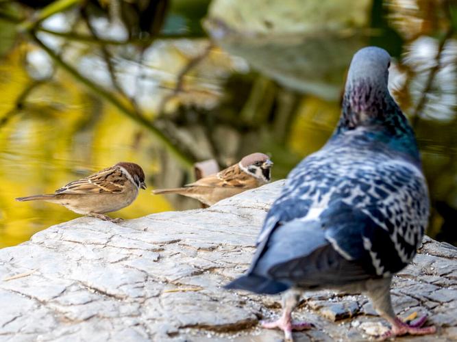 麻雀和鸽子哪个更补_鸽子滋补胜麻雀，汤鲜蛋佳效果好