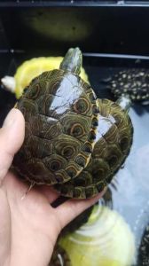 甜甜圈龟是深水还是浅水_水温喂食注意事项