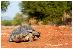 缘翘陆龟和赫曼区别_体型腹甲习性差异