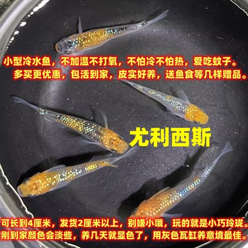 小锦鲤2一3厘米怎么养_小锦鲤苗喂食与养护指南