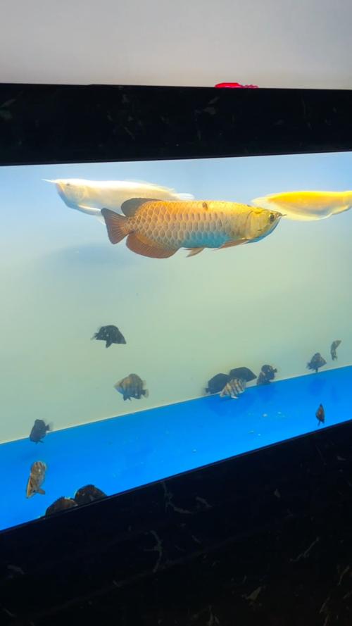 一米二40宽鱼缸养金龙_尺寸与混养注意事项 一米二40宽鱼缸养金龙_尺寸与混养注意事项