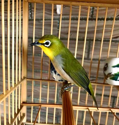 多只绣眼鸟怎么养_养绣眼鸟选宽敞笼，喂食水果昆虫，注意保暖通风