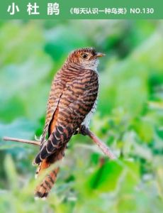 杜鹃鸟为什么叫子规_子规啼血传忠思，古蜀遗韵今犹在