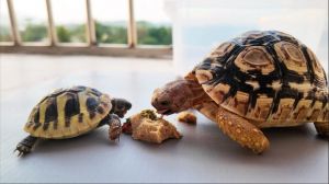 欧陆龟和赫曼陆龟区别_体型色彩习性大不同