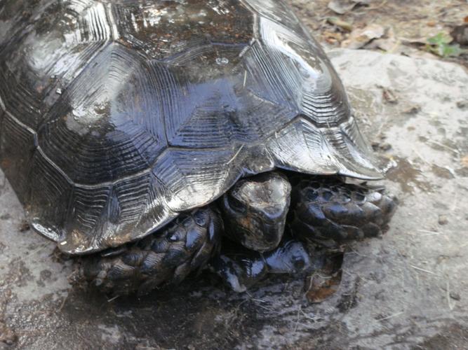 养黑靴陆龟违法吗_国家二级保护,合法饲养需守法 养黑靴陆龟违法吗_国家二级保护,合法饲养需守法