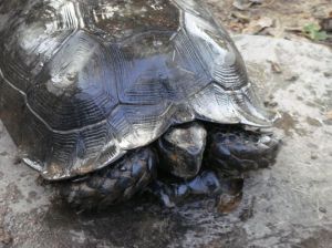 养黑靴陆龟违法吗_国家二级保护，合法饲养需守法