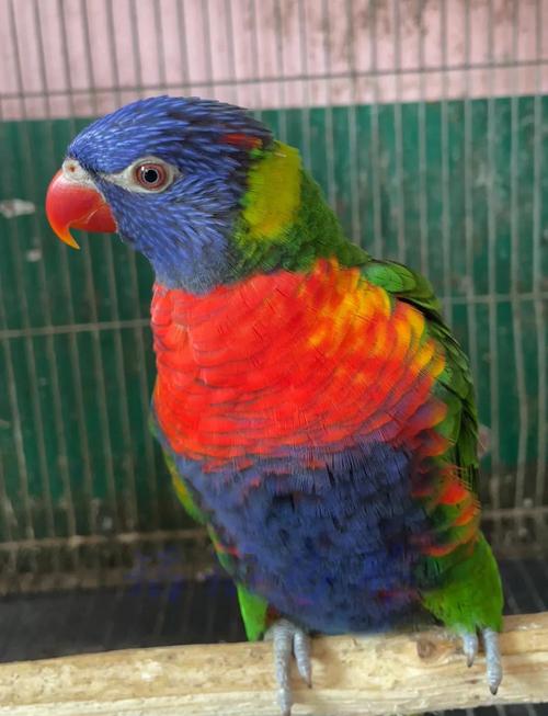 红菱吸蜜鹦鹉的特点_色彩鲜艳好宠物 红菱吸蜜鹦鹉的特点_色彩鲜艳好宠物