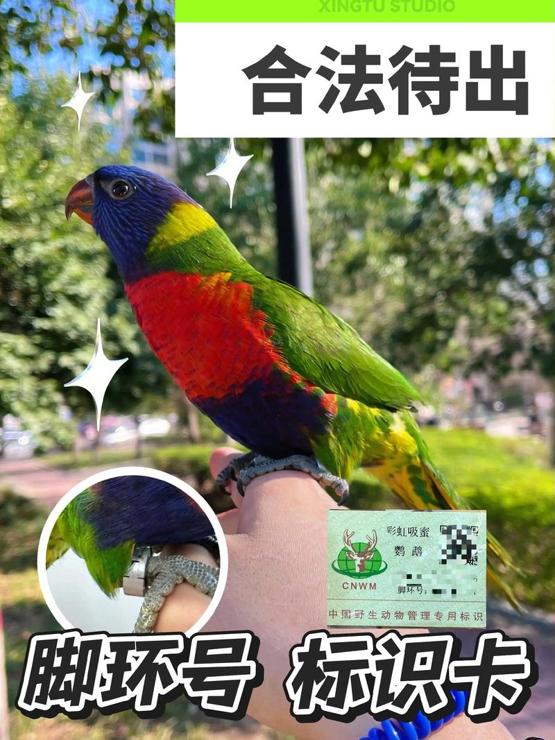 吸蜜鹦鹉品种_色彩鲜艳的小型鹦鹉