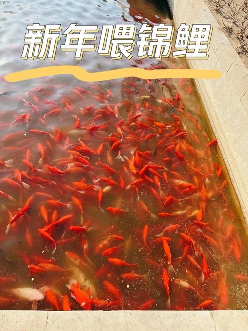 半斤的锦鲤一次喂多少_水温10-15℃时每日喂1-2次 半斤的锦鲤一次喂多少_水温10-15℃时每日喂1-2次