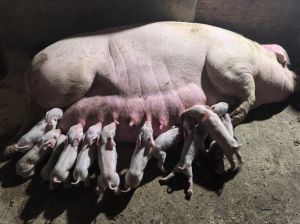 新西兰小乳猪多重_乳猪快速增重与品种特点