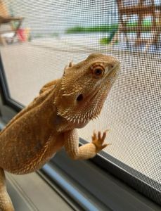 养鬃狮蜥可以不控温的吗_鬃狮蜥控温很重要，38度最佳，需设热凉区