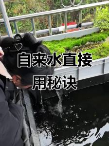 自来水直接养鱼会死吗_除氯保水！养鱼先除氯，保健康！