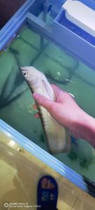 2条银龙鱼打架怎么处理_银龙鱼打架怎么办？简单解决方法