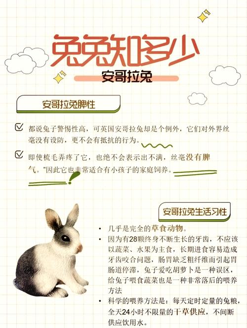 德系安哥拉兔怎么来的_毛绒浓密温顺可爱