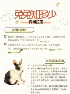 德系安哥拉兔怎么来的_毛绒浓密温顺可爱