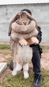 公羊兔大还是大流士兔大_公羊兔与大流士兔对比