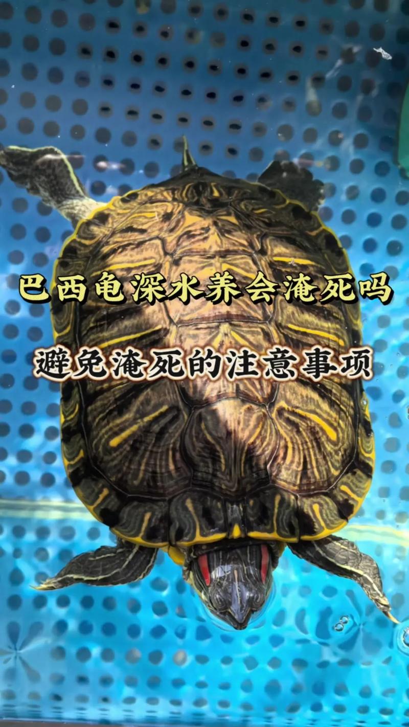 温开水能养巴西龟吗_巴西龟水温要24-28℃，别用开水，用恒温器！